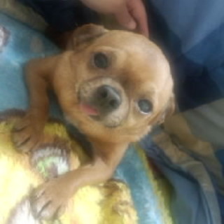 推定３歳くらいの小さくて大人しいチワワのぴーすけ