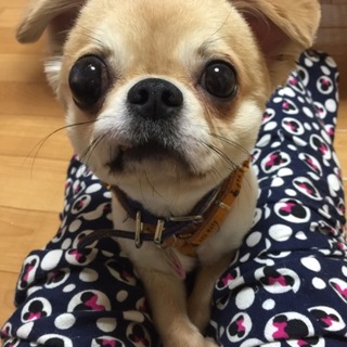 ６歳くらいのチワワのターボ君