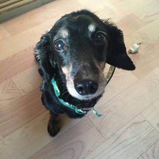 可愛がってくださる里親募集❗