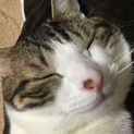 仲の良い兄弟猫