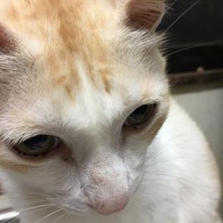 平和主義者の美猫マシュ君