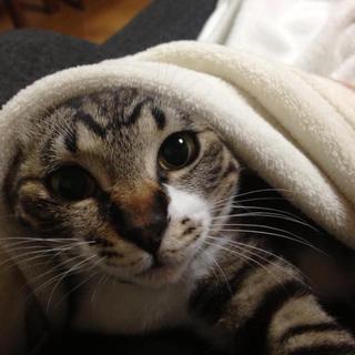 甘えん坊です！（ 一時停止）