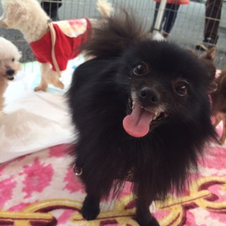 ポメラニアンのニコールくん