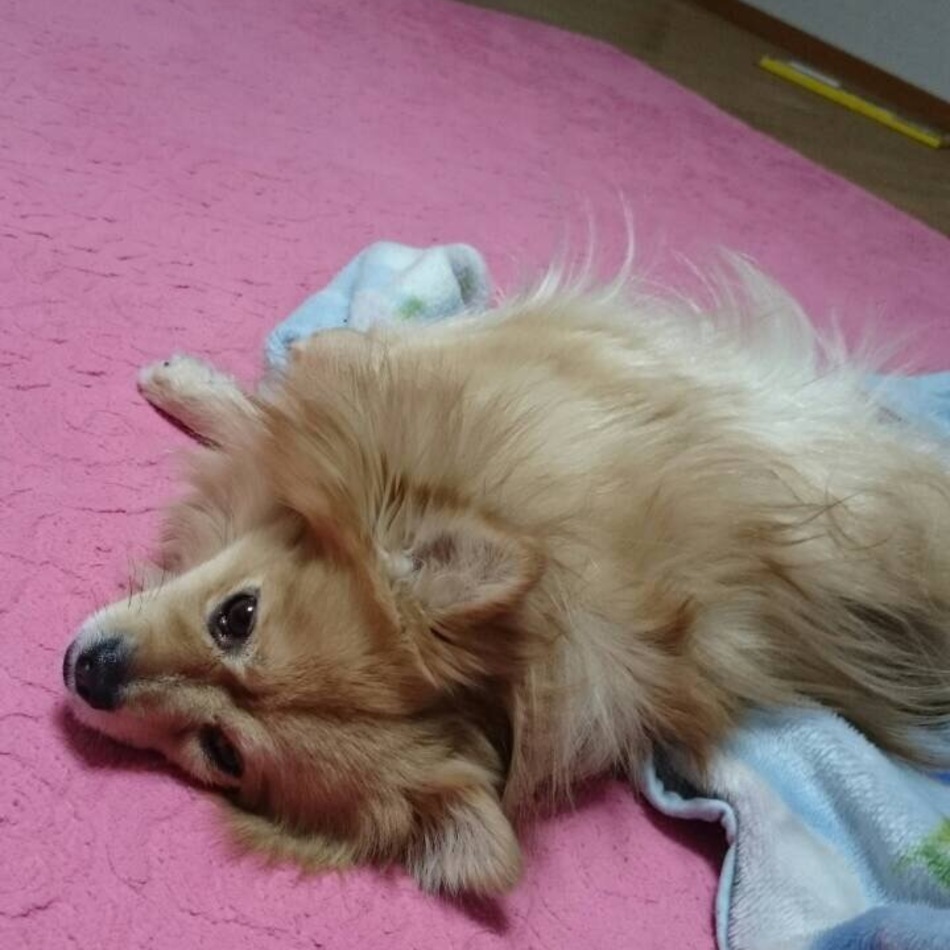 こてつのカバー写真