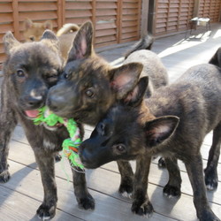 ティアハイムオープンシェルター里親会 サムネイル1