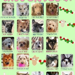 ティアハイムオープンシェルター里親会 サムネイル2