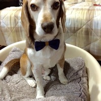 LITCHI   （ライチ)