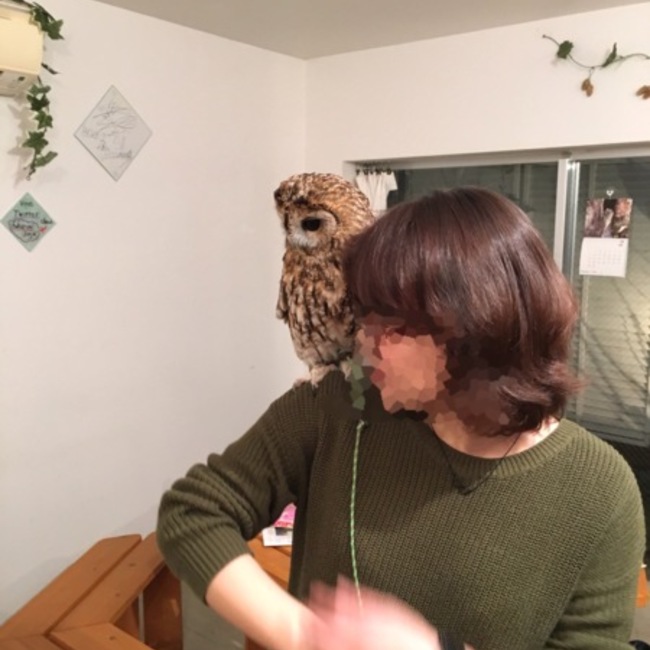 Ghryqoのカバー写真
