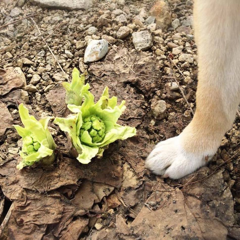 茶々のカバー写真