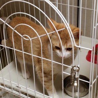 茶トラの女の子です♫