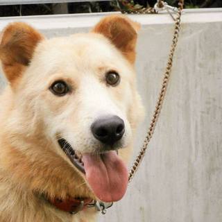 譲渡対象にもなった中型MIXカンジ君