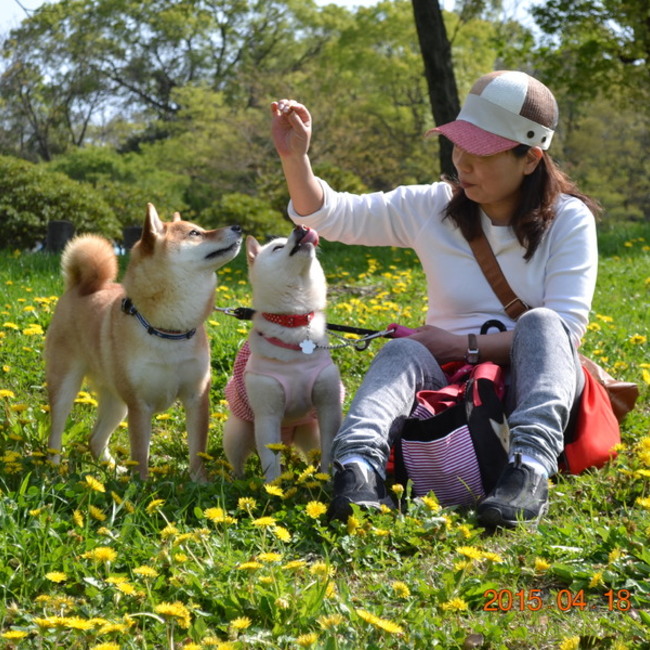 ダッペのカバー写真