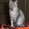 琥太郎