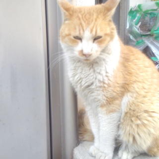 大人しく賢く可愛い甘えたの老猫のボスチマちゃん♥