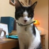の写真