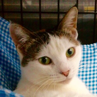 控え目な戸田さん