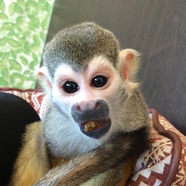 芋田犬吉のカバー写真