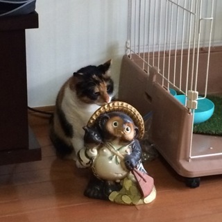 アメリカン三毛キャットの里親募集