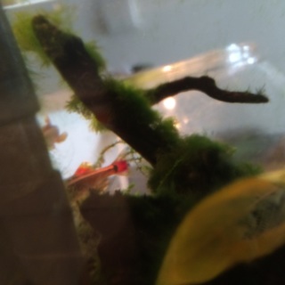 コリドラスピグミー&オトシンクルス&アカヒレなど