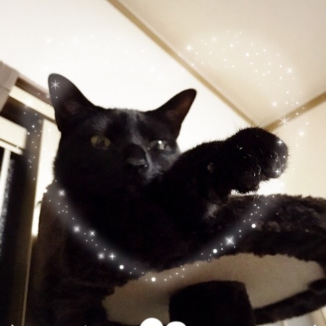 透凰のカバー写真