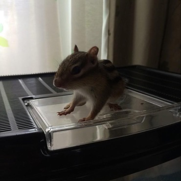 まだよちよちのおれ