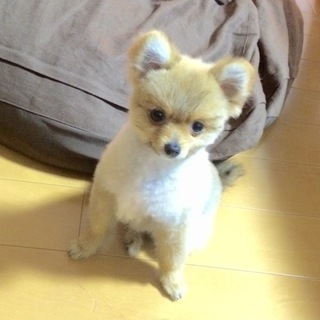 ポメラニアンの子犬の里親さまを探しています