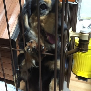 2〜3歳 ミニチュアダックス