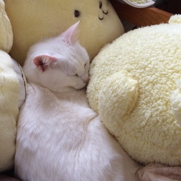 ポムポムプリンに挟まれて寝る( ˘ω˘ )ｽﾊﾟｧ