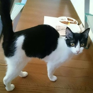 可愛い黒白ちゃん　生後約4か月