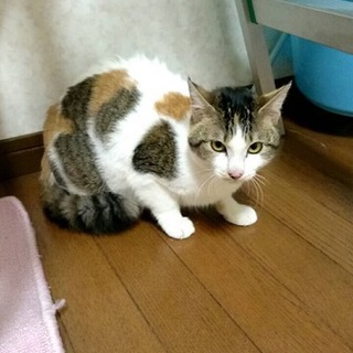 三毛ちゃん　生後約7か月