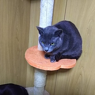 軽度の障害が在る、ロシアンブルーです。