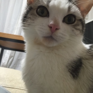 上品なスコティッシュの男の子です 血統書付き