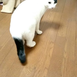 白黒ちゃん　生後9ヵ月