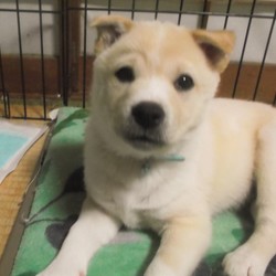 子犬ちゃんたち近況。