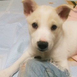 「子犬ちゃんたち近況。」サムネイル2