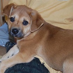 「子犬ちゃんたち近況。」サムネイル3