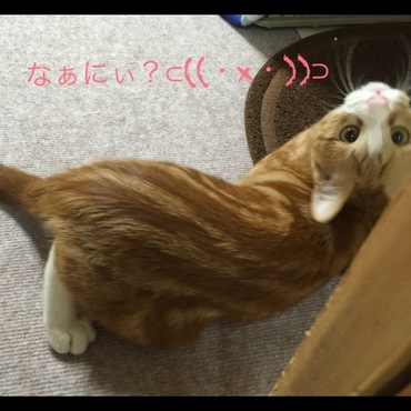 背中の模様がうりぼうみたい(｡･ω･)ゞ