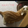 背中の模様がうりぼうみたい(｡･ω･)ゞ