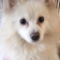 優しい方に里親決定しました！ありがとうございます。