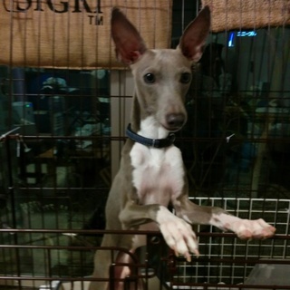 イタリアングレーハウンドの里親さん募集です。