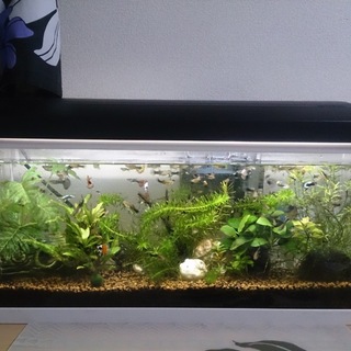 グッピー（水槽込）の里親さんを探しています