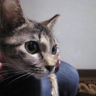 可愛い子猫です。新しい飼い主さんになってください。