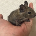 デグー