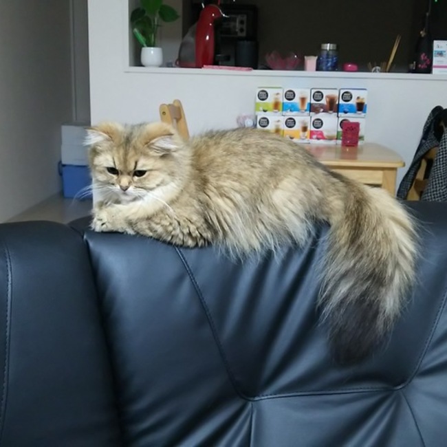 モカ♪チョコのカバー写真