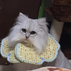 エプロン