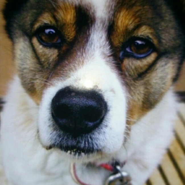 リキベックベルのカバー写真