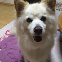 モコ