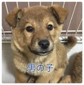 生後2ヶ月〜3ヶ月の雑種子犬♂2匹