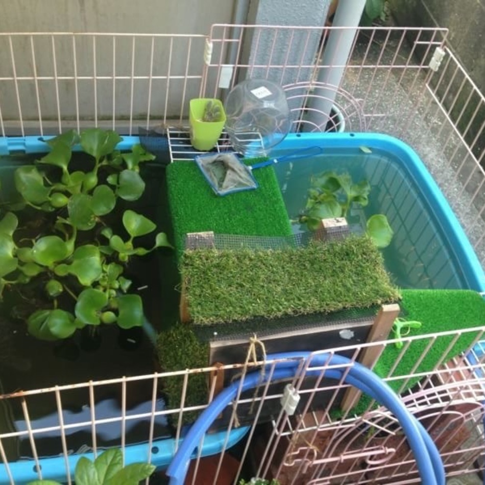 ラムネのカバー写真