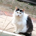 長毛な猫さん